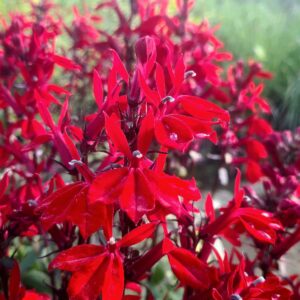 Lobelia speciosa 'Starship Scarlet'