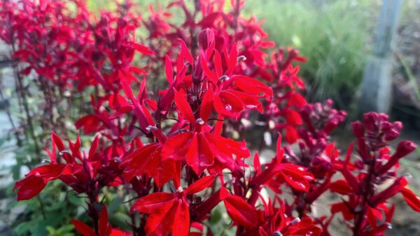 Lobelia speciosa 'Starship Scarlet'