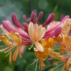 Lonicera Gold Flame