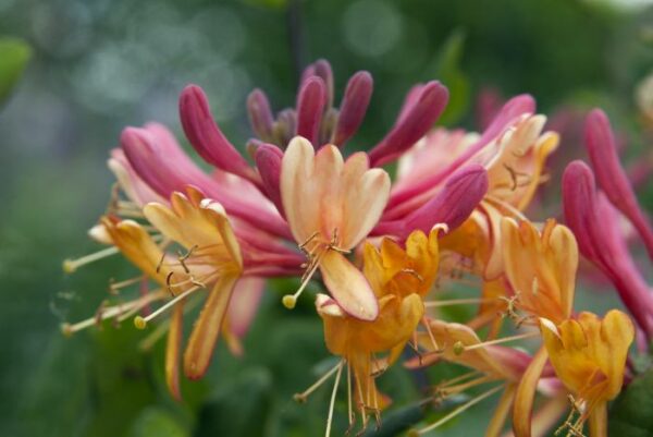 Lonicera Gold Flame