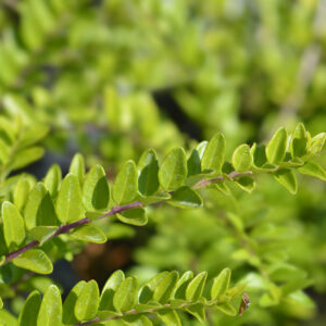 Lonicera nitida 'Maigrun' / Lonicer May Green
