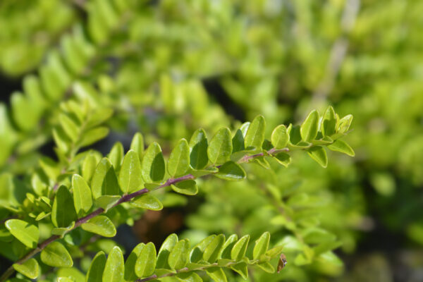 Lonicera nitida 'Maigrun' / Lonicer May Green