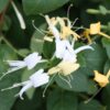 Lonicera japonica Hall's Prolific - 2L 60-80cm