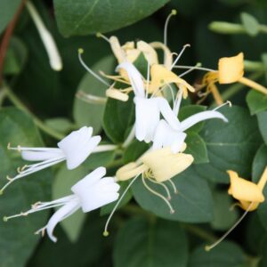 Lonicera japonica Hall's Prolific