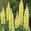 Lupin Chandelier - 2L