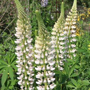 Lupin Gallery White
