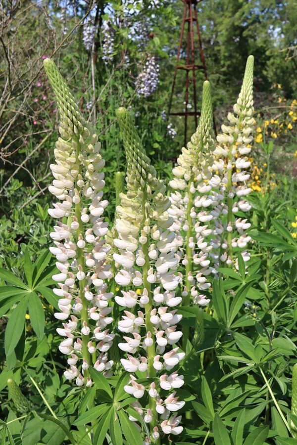 Lupin Gallery White