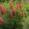 Lupinus My Castle - 2L