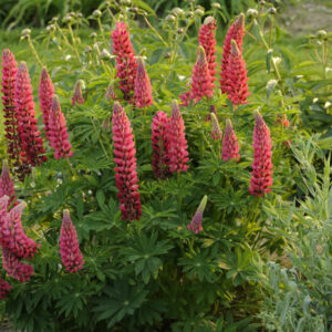 Lupinus My Castle