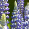 Lupinus The Governor - 2L