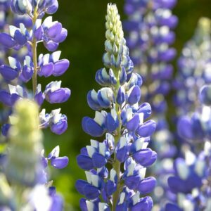 Lupinus The Governor