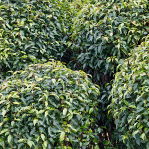 Prunus lusitanica Ball