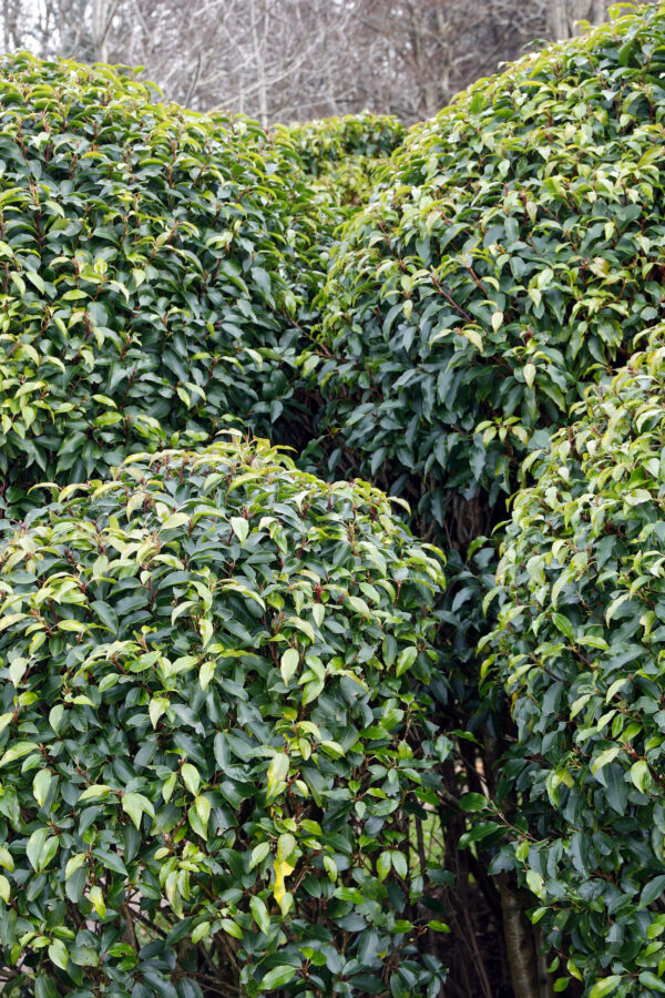 Prunus lusitanica Ball