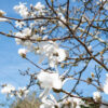 Magnolia stellata Standard Tree - 35L 10-12cm girth, 1.9m stem, 3-3.5m tall