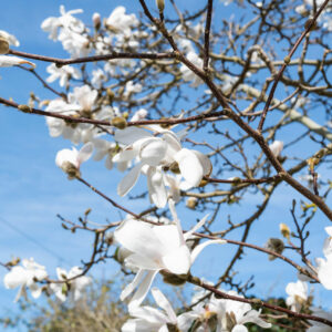 Magnolia stellata Standard Tree