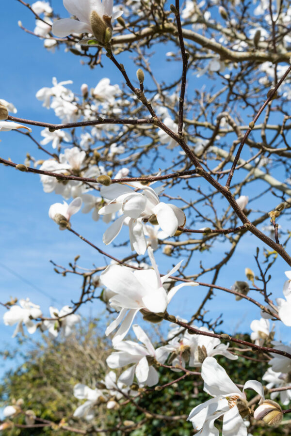 Magnolia stellata Standard Tree