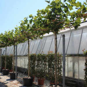 Platanus acerifolia Roof form