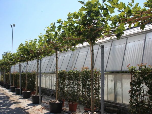 Platanus acerifolia Roof form