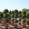 Ligustrum Jonandrum (single stem) Multi-ball Specimens - 45L 140-160cm 3 ball topiary