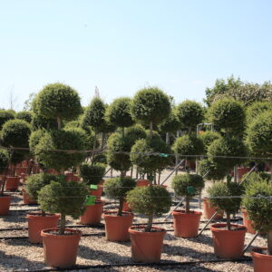Ligustrum Jonandrum (single stem) Multi-ball Specimens