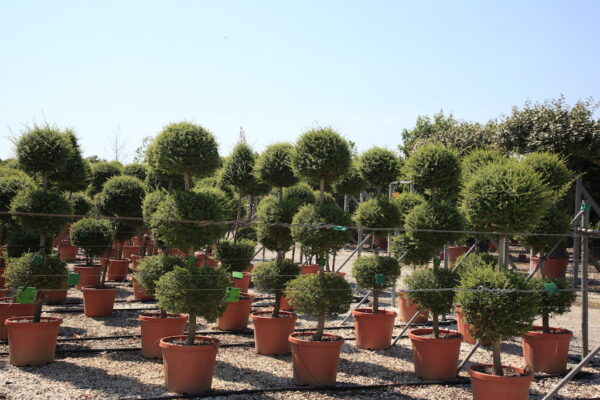 Ligustrum Jonandrum (single stem) Multi-ball Specimens