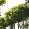 Catalpa biganoides Aurea Standard - 230L 25-30cm girth, 2.1m stem, 3.5-4m tall