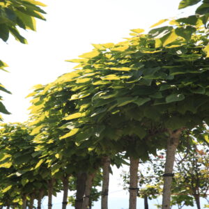 Catalpa biganoides Aurea Standard