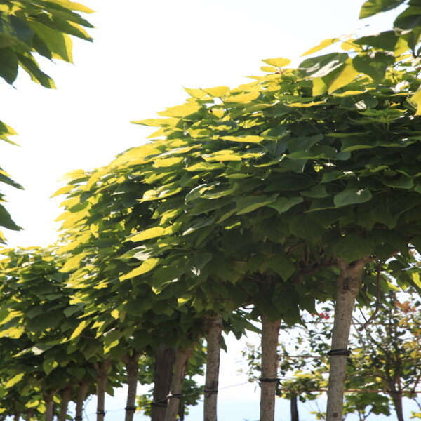 Catalpa biganoides Aurea Standard