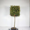 Photinia Red Robin Cubed Head - 110L 20-25cm girth, 1.5m stem, 80x80x80 cubed head