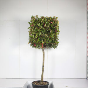 Photinia Red Robin Cubed Head