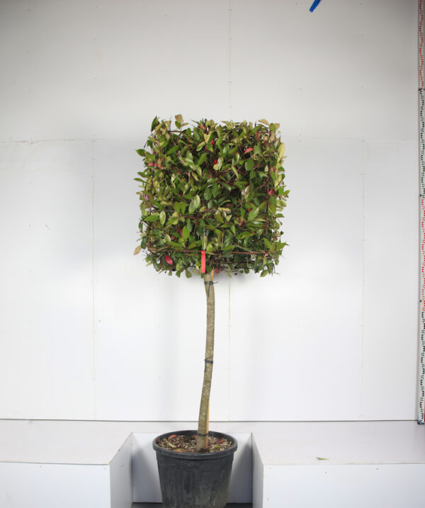 Photinia Red Robin Cubed Head