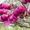 Magnolia Black Tulip - 110L 200-250cm tall, multistem