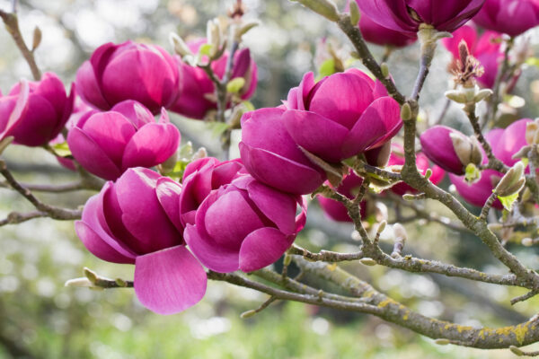 Magnolia Black Tulip