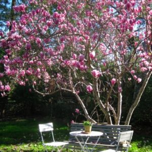Magnolia Galaxy specimen multistem