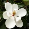 Magnolia grandiflora Gallisonensis / Evergreen Magnolia Espalier - 30L 10-12cm girth, stem 1.5m, frame 1.2m W x 1.2m H