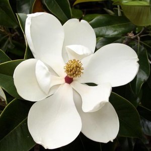 Magnolia grandiflora Gallisonensis / Evergreen Magnolia Espalier