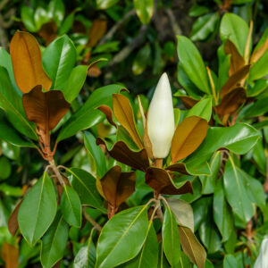 Magnolia grandiflora Gallisonensis