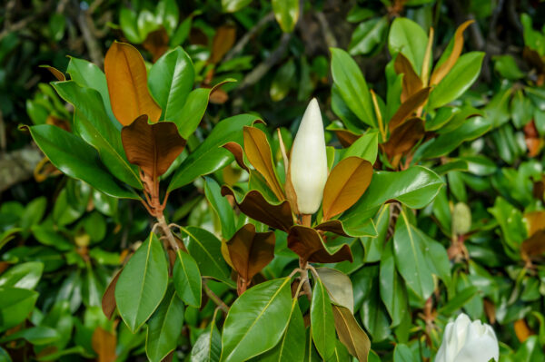 Magnolia grandiflora Gallisonensis