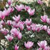 Magnolia Heaven Scent - 15L 80-120cm