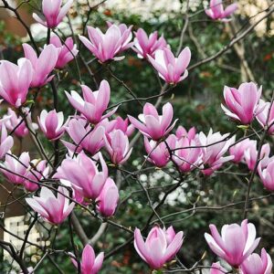 Magnolia Heaven Scent