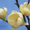 Magnolia Honey Tulip - 7.5L 60-80cm