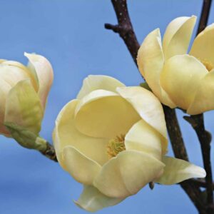 Magnolia Honey Tulip