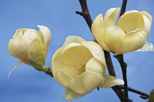 Magnolia Honey Tulip