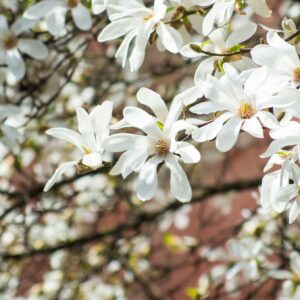 Magnolia kobus