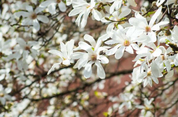 Magnolia kobus