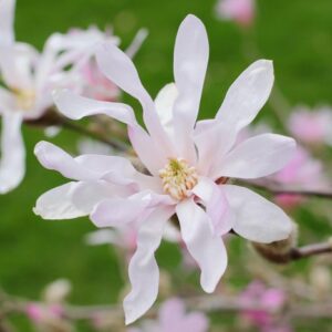 Magnolia x loebneri 'Leonard Messel'