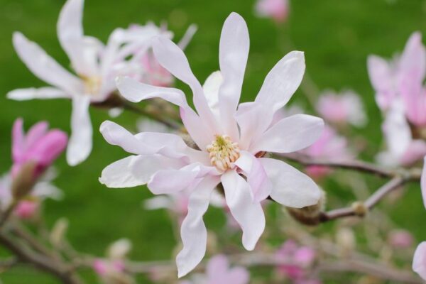Magnolia x loebneri 'Leonard Messel'