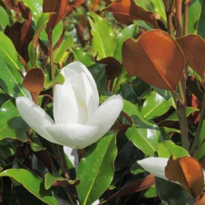 Magnolia grandiflora Little Gem - 1/2 Standard Tree