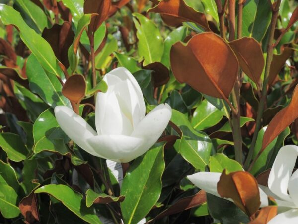Magnolia grandiflora Little Gem Standard Tree - Image 2