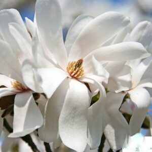 Magnolia loebneri 'Merrill'